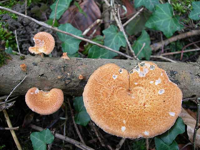 Una peziza nel sacco e altre specie primaverili